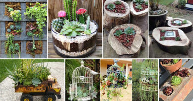 14 Lovely Succulent Gardens To Spice Up Your Outdoors