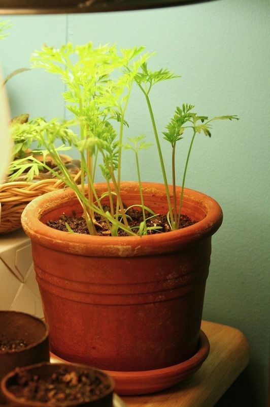 12 Edible Plants You Can Grow Indoors Easily this Winter ...