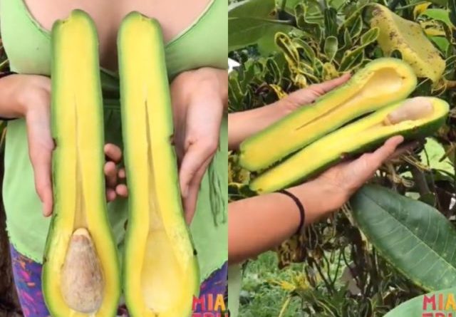 A Farm Grows Avocados Up to 3-Feet Long