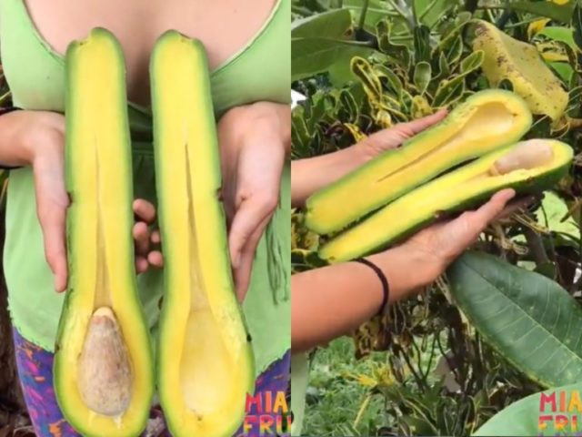 A Farm Grows Avocados Up to 3-Feet Long
