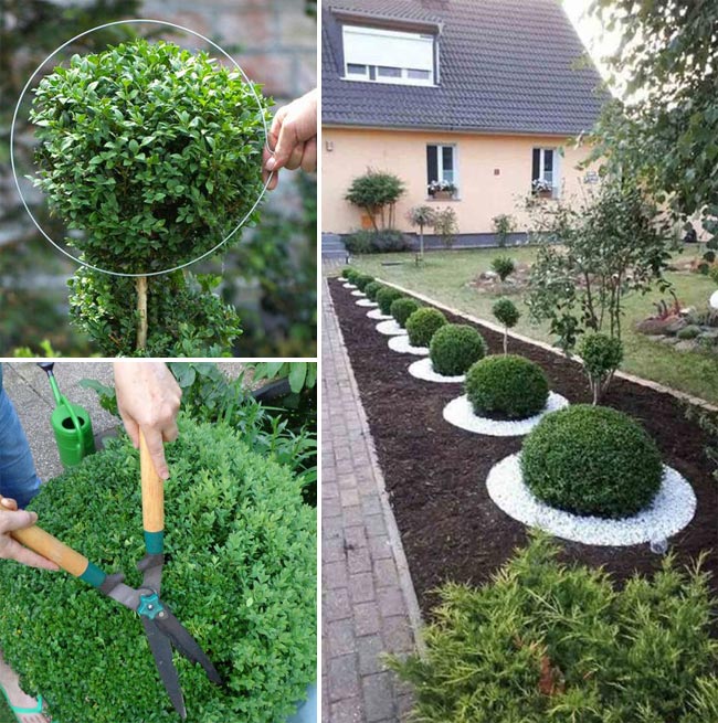 spherical plant sculpture