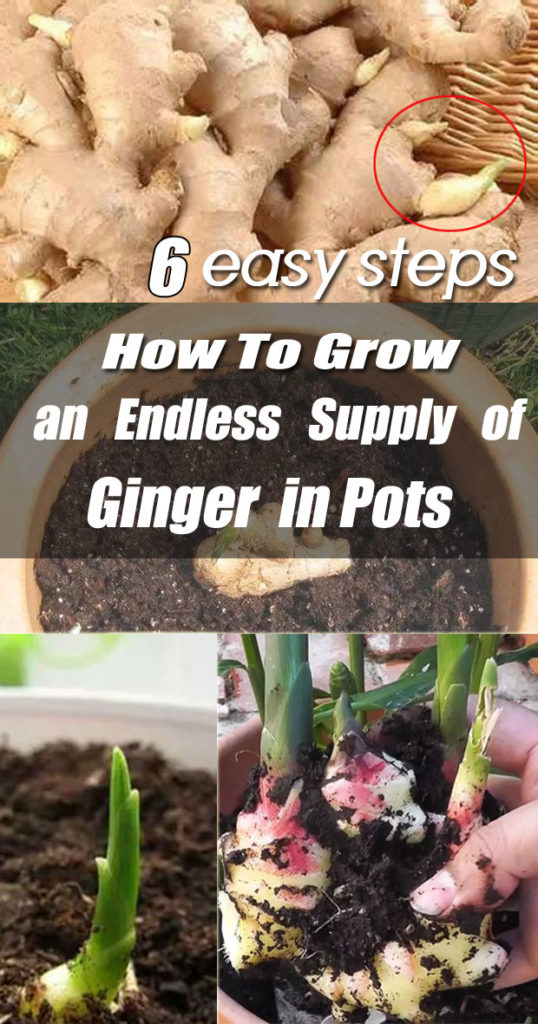 6 Steps How to Grow an Endless Supply of Ginger in Pots