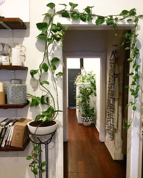 Creative Apartment Hanging Plants with Luxury Interior Design