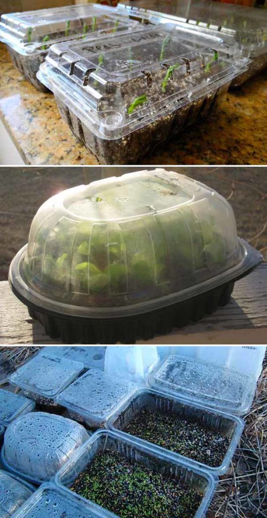 Stunning Reusing Plastic Containers For Seed Starters image