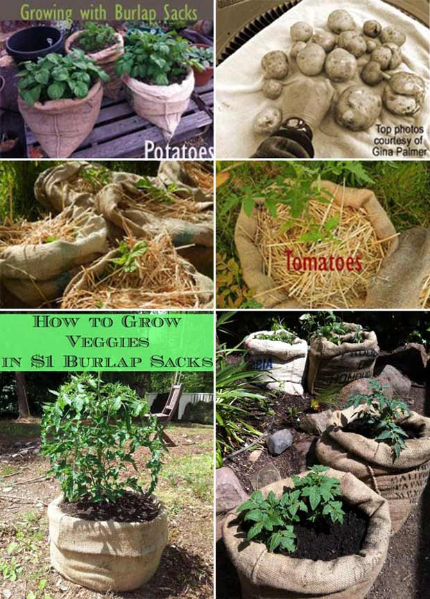 Growing plants discount in burlap bags