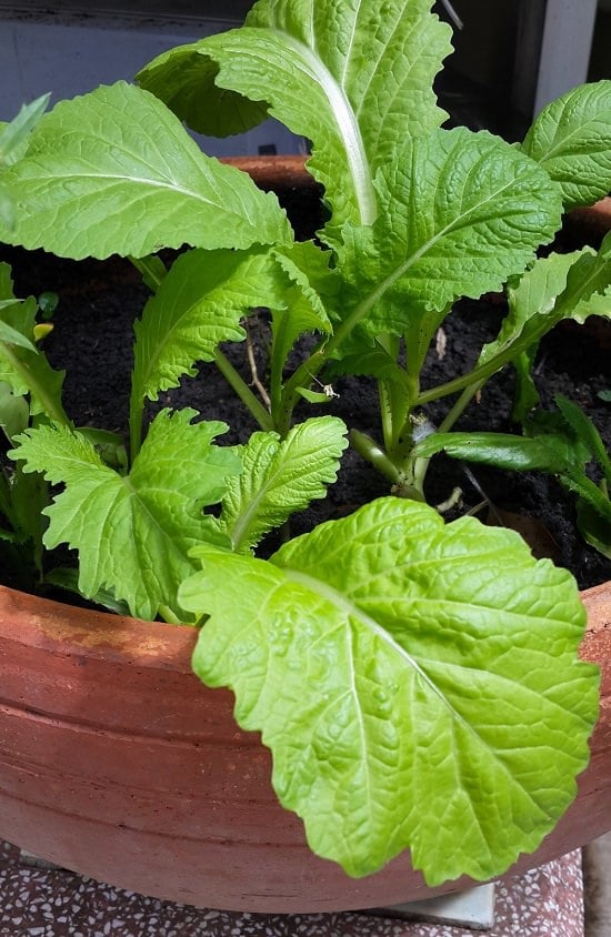 Veggies to plant indoors in june