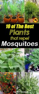 10 of The Best Plants That Repel Mosquitoes