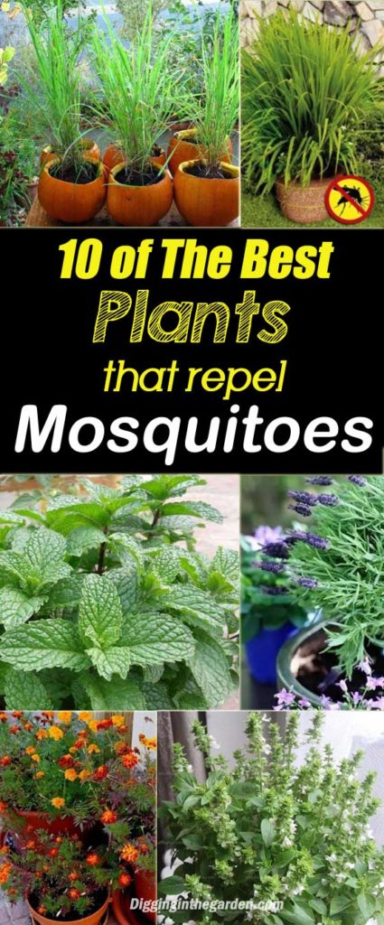 10 of The Best Plants That Repel Mosquitoes