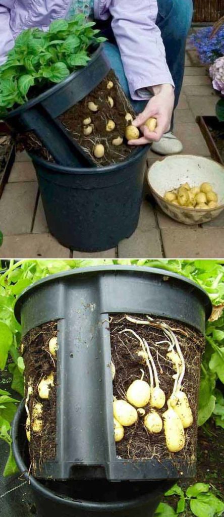 Best 26 Potted Vegetables and Fruits for Container Gardens - Digging In ...