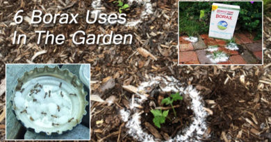 borax uses in the garden