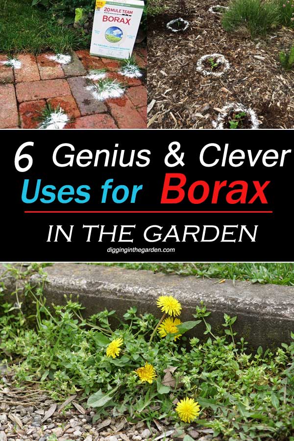 clever uses for borax in a garden