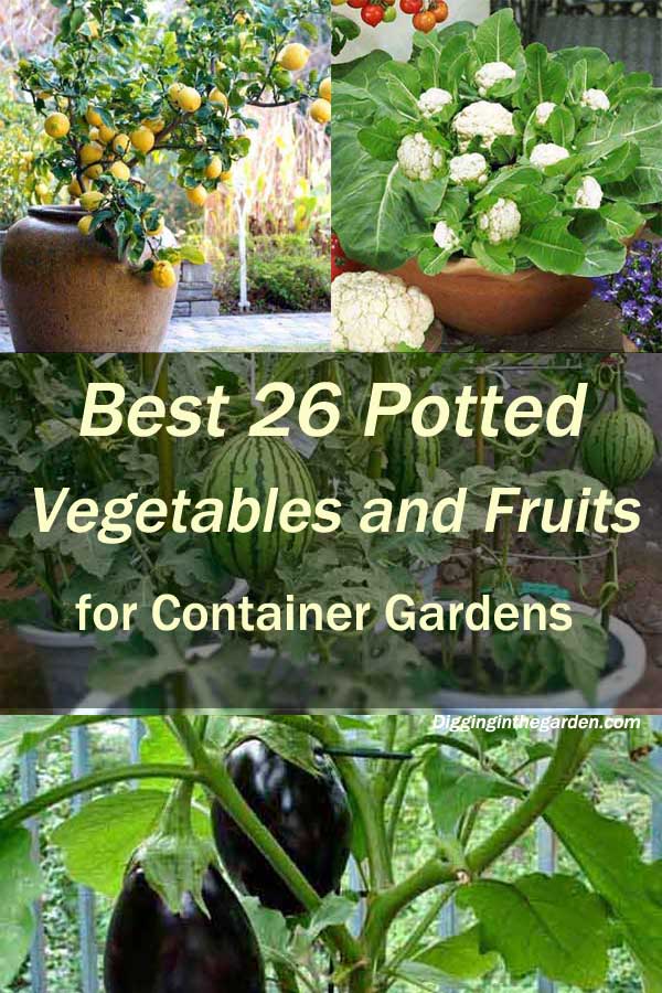 potted vegetables and fruits