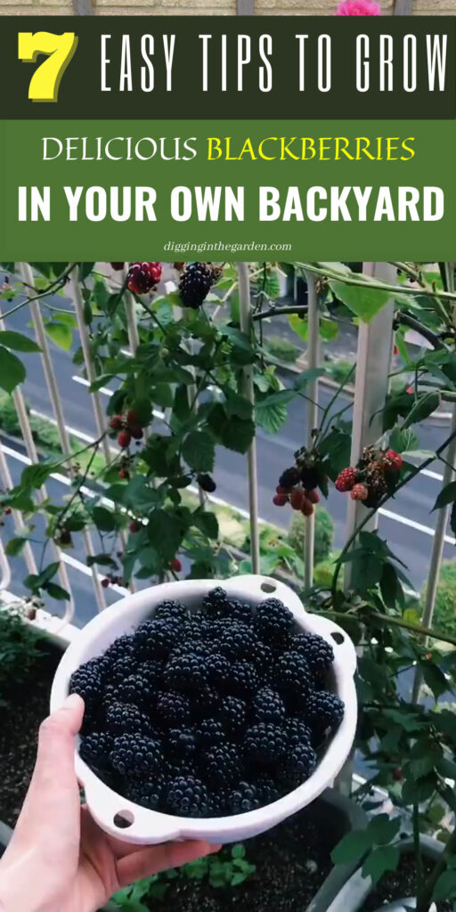 Best 7 Tips to Grow Blackberries in your Yard