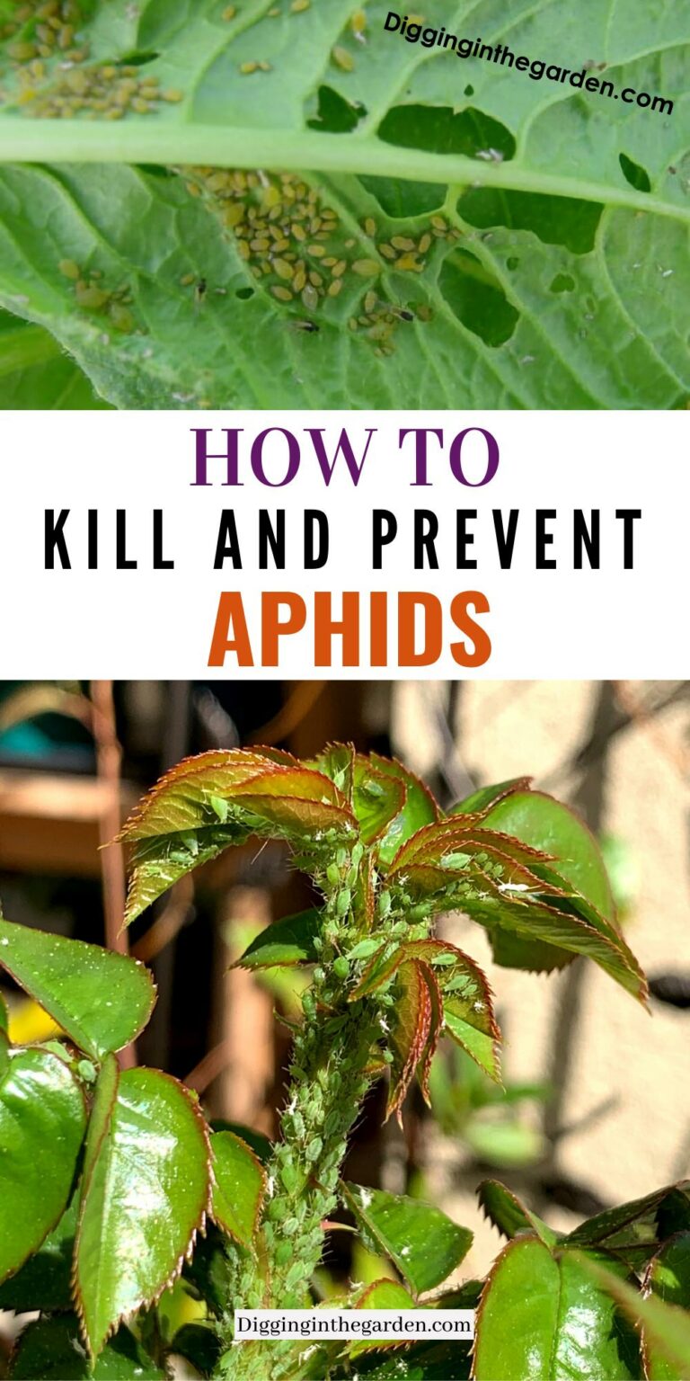 How to Naturally and Effectively Kill and Prevent Aphids How To Get Rid Of Crape Myrtle Aphids