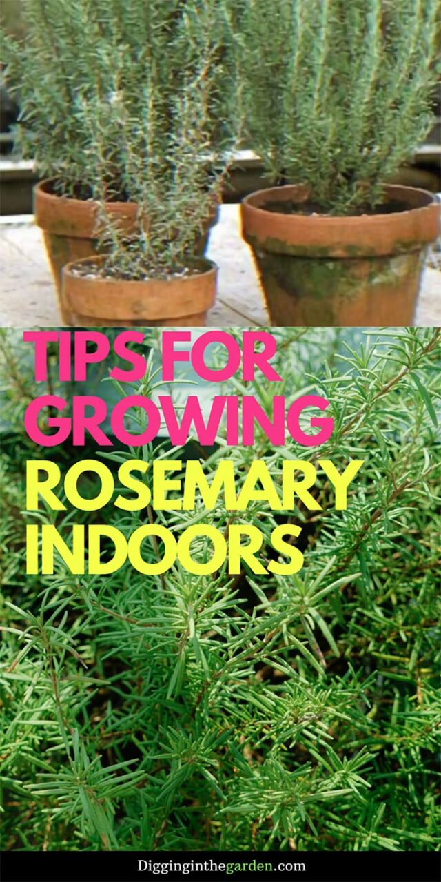 Tips For Growing Rosemary Indoors How To Grow Rosemary Indoors