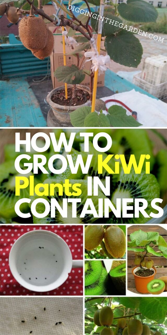 How To Grow Kiwi Plants In Containers