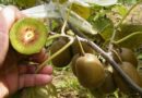 How To Grow Kiwi Plants In Containers