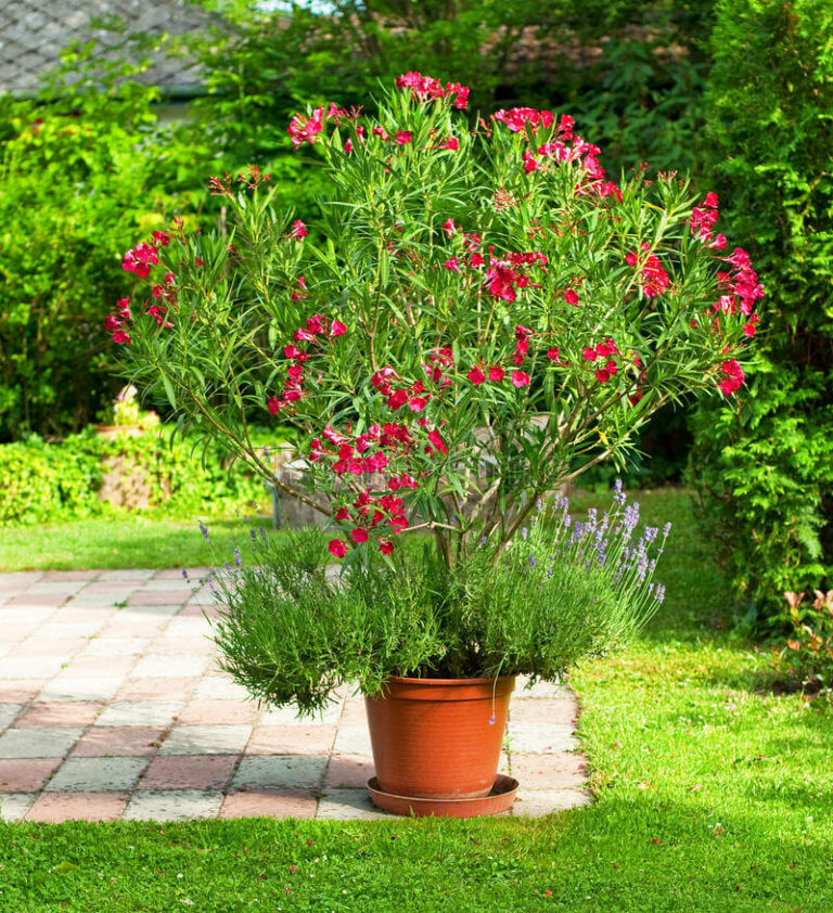14 Best Droughttolerant Plants For Low Water Gardens