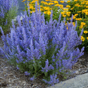 14 Best Drought-tolerant Plants For Low Water Gardens