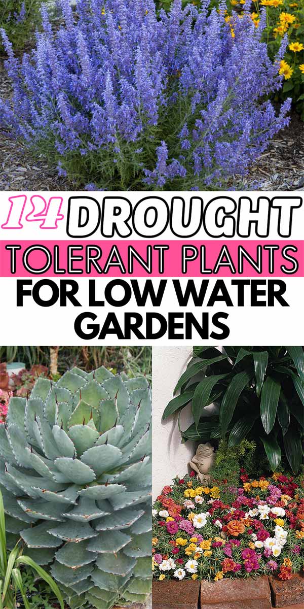14 Best Drought Tolerant Plants For Low, Best Drought Resistant Landscapes