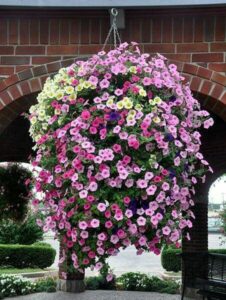 How to Fertilize Hanging Flower Baskets & Containers