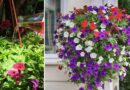 How to Fertilize Hanging Flower Baskets & Containers