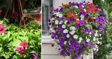How to Fertilize Hanging Flower Baskets & Containers