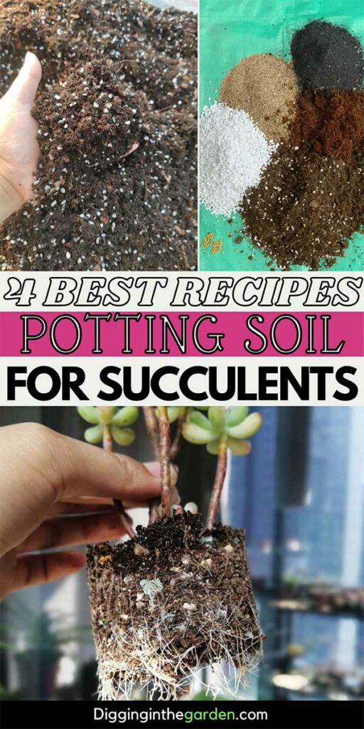 How To Create Best Potting Soil For Succulents