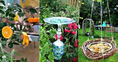 15 DIY Butterfly Feeders That Will Make Your Garden A Butterfly Paradise