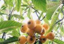 How To Grow Loquat Trees In Your Garden Or Yard