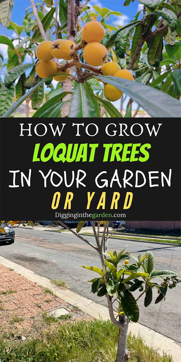 How To Grow Loquat Trees In Your Garden Or Yard