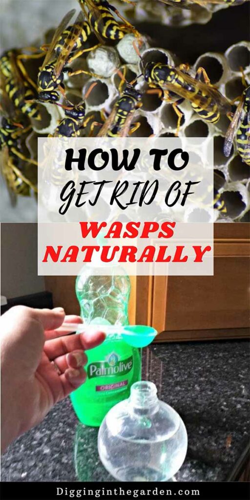 How To Get Rid Of Wasps Naturally Around The House