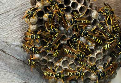 How To Get Rid Of Wasps Naturally Around The House