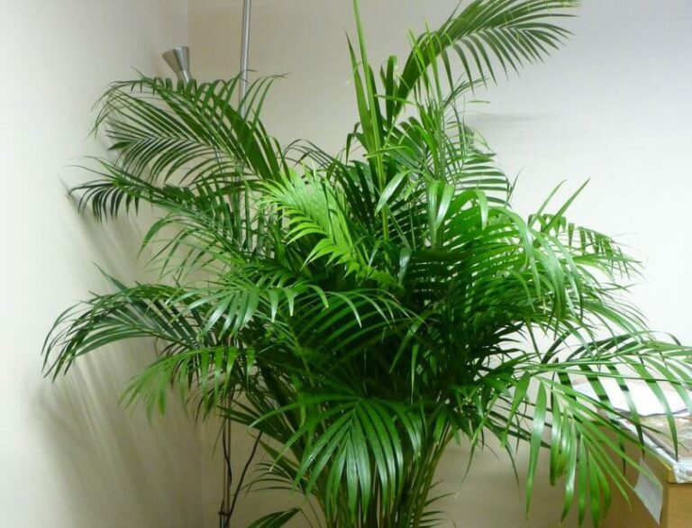 Best 18 Bathroom Plants That Absorb Moisture And Purify The Air