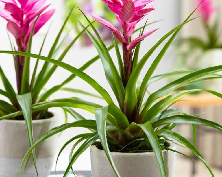 Best 18 Bathroom Plants That Absorb Moisture And Purify The Air