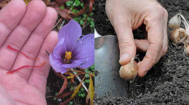 Best Methods of Growing Saffron Easily at Home