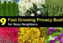 19 Fast Growing Bushes to Deal with Prying Neighbors