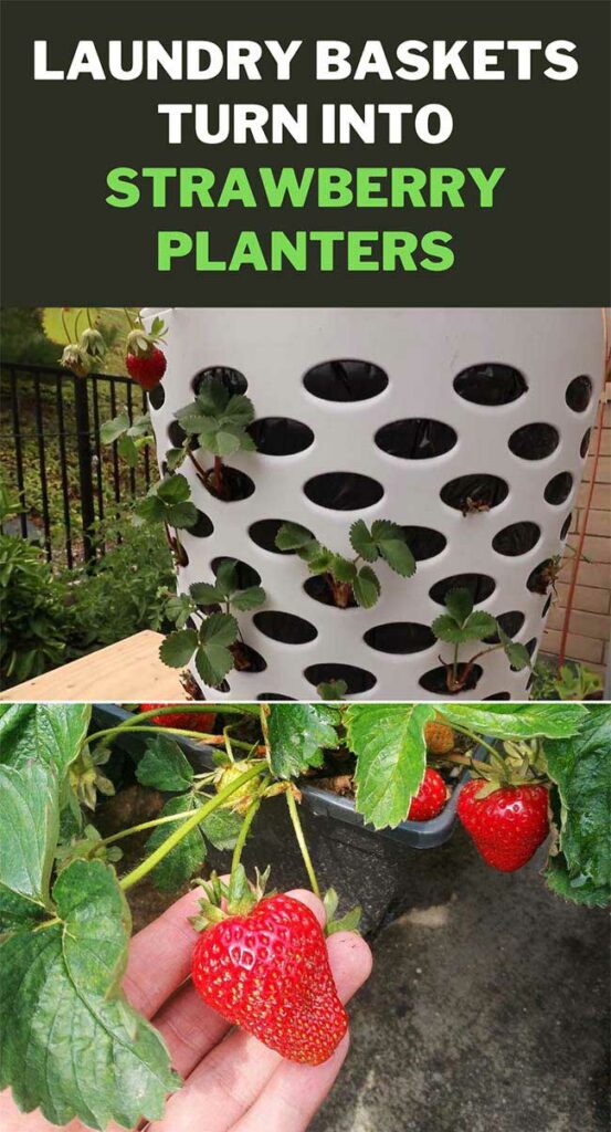 How to Turn Dollar Store Laundry Baskets Into Strawberry Planters