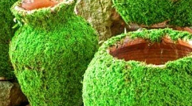 How and Why To Grow Moss For Your Yard and Garden