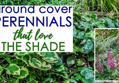 22 Compact Perennials That Thrive Under Shade and Control the Growth of Weeds