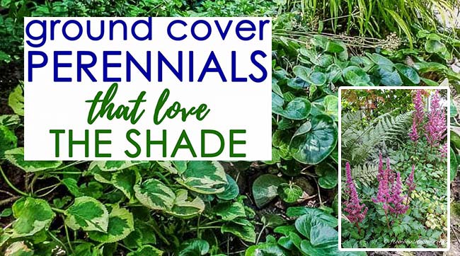 22 Compact Perennials That Thrive Under Shade and Control the Growth of Weeds