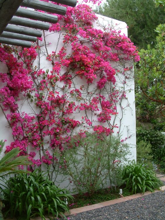 A Pop of Color: 15 Spectacular Vines and Climbers with Red Flowers for ...