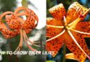 Bringing Beauty to Your Garden: A Guide to Growing Stunning Tiger Lilies