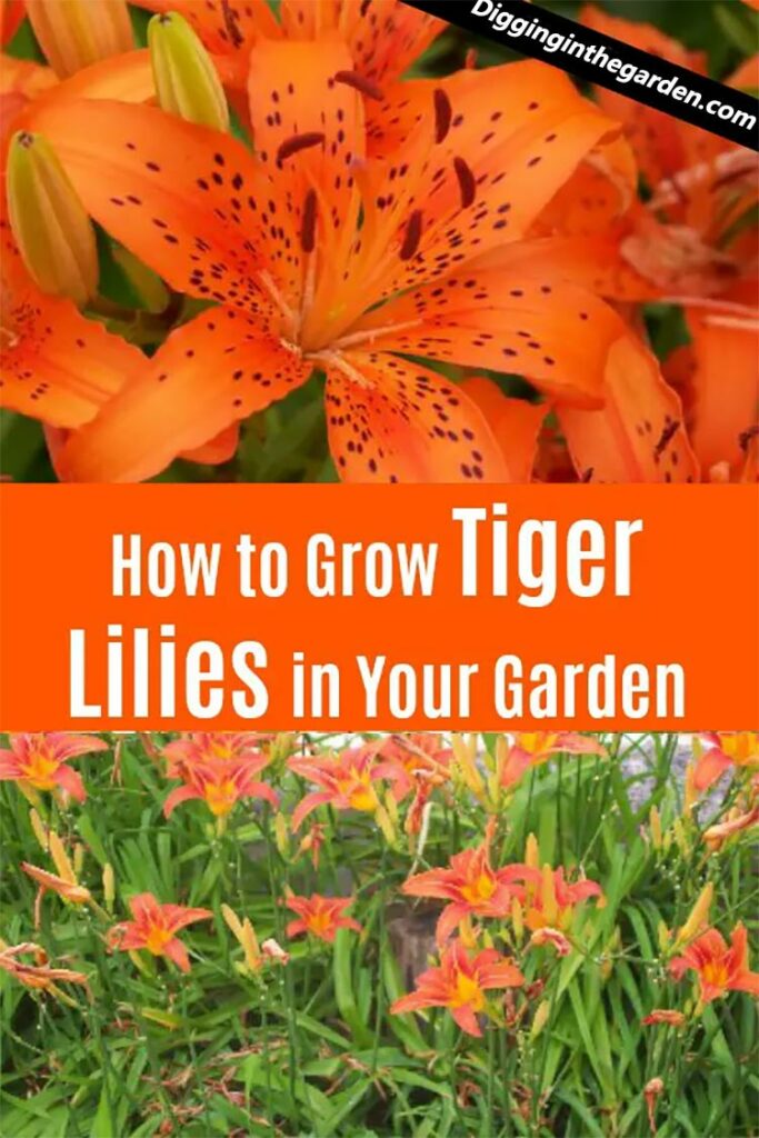 Bringing Beauty to Your Garden A Guide to Growing Stunning Tiger Lilies