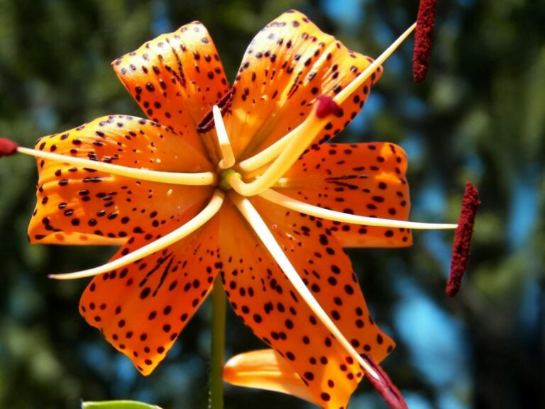 Bringing Beauty to Your Garden A Guide to Growing Stunning Tiger Lilies