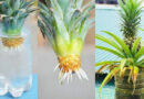 How To Successfully Grow Your Own Pineapple