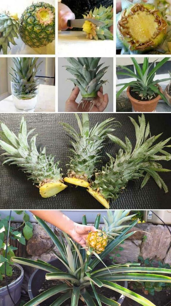 How To Successfully Grow Your Own Pineapple 6284