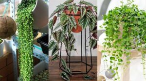 Top 27 Indoor Vining Plants And Climbers Turn Your Home Into A Green ...