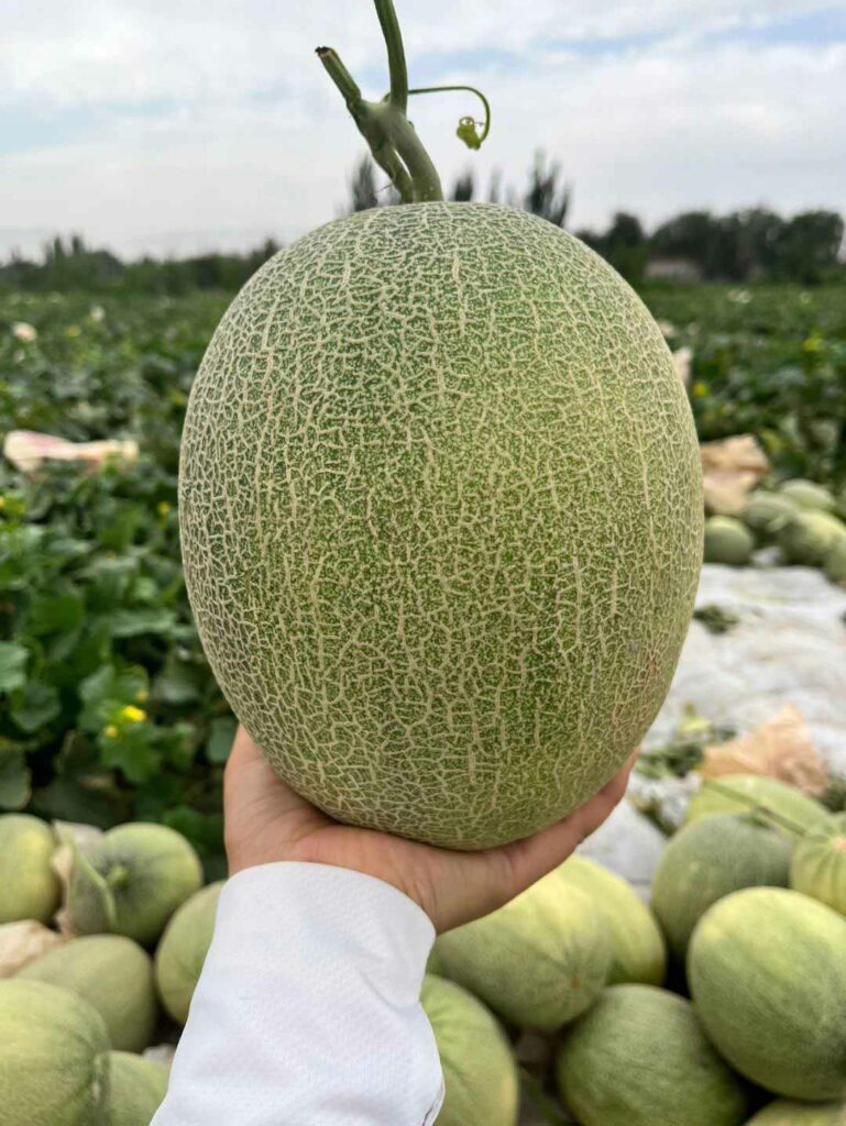 What Is The Difference Between Cantaloupe and Muskmelon