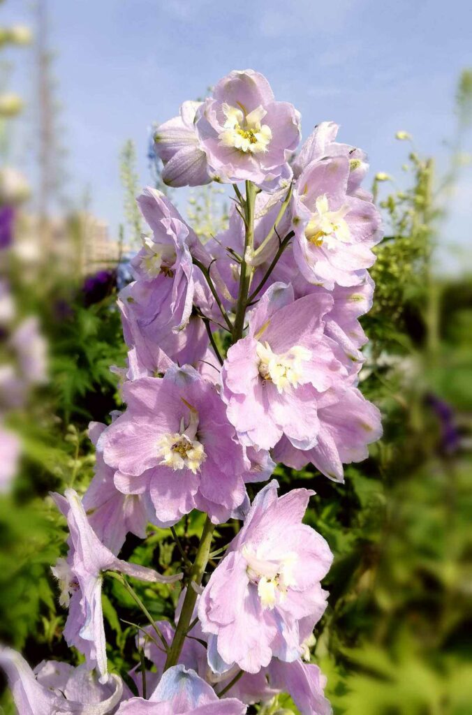 Best July Birth Flower List and Their Meanings